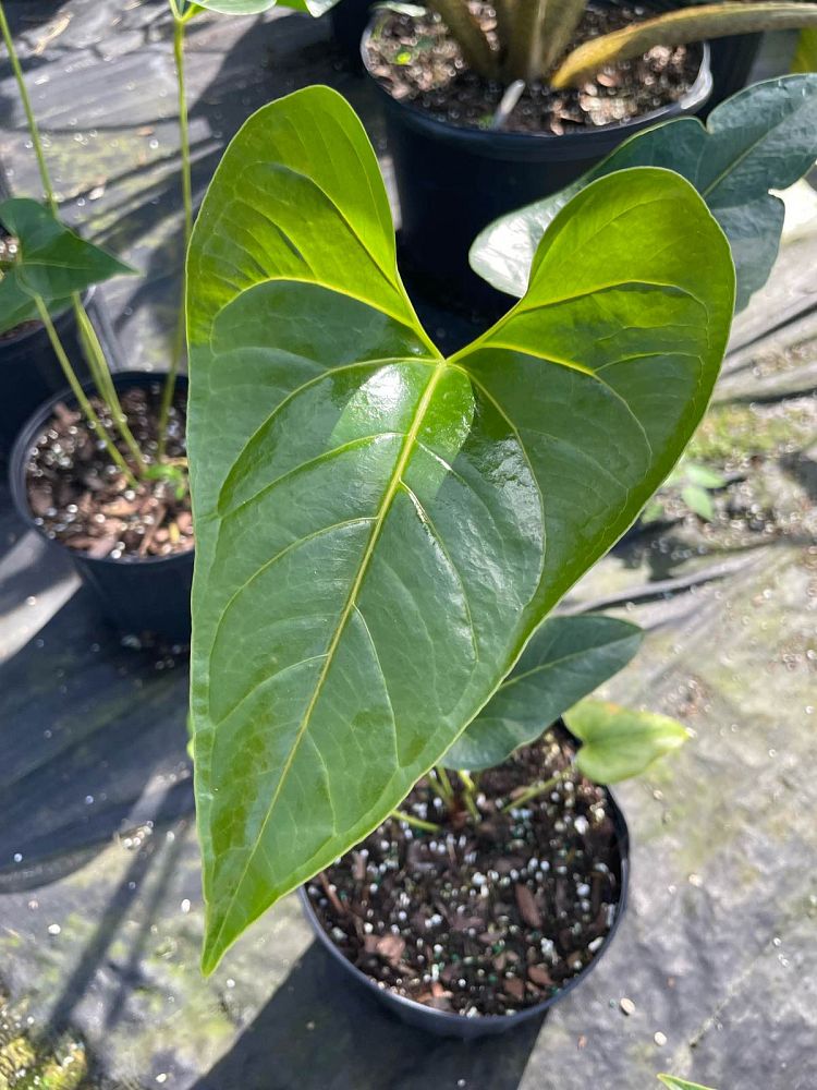 anthurium-salgarense-anthurium-decipiens