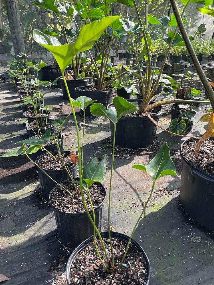 anthurium-salgarense-anthurium-decipiens