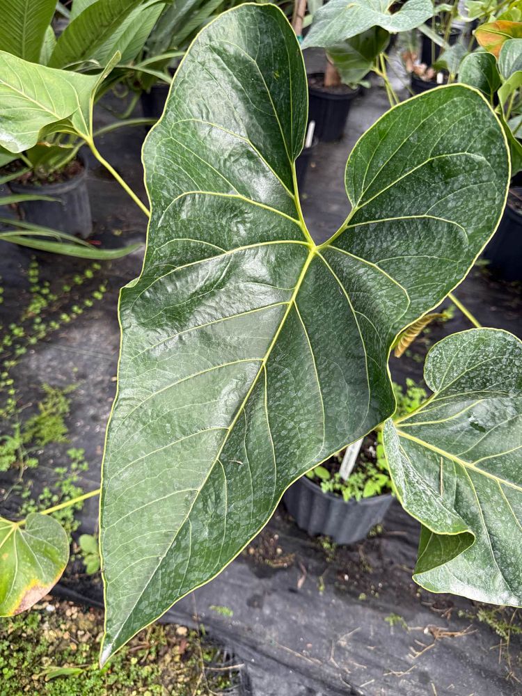 anthurium-salgarense-anthurium-decipiens