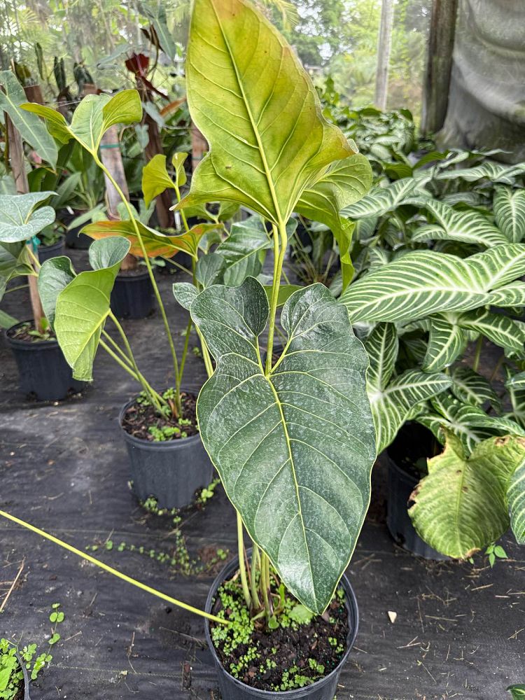 anthurium-salgarense-anthurium-decipiens