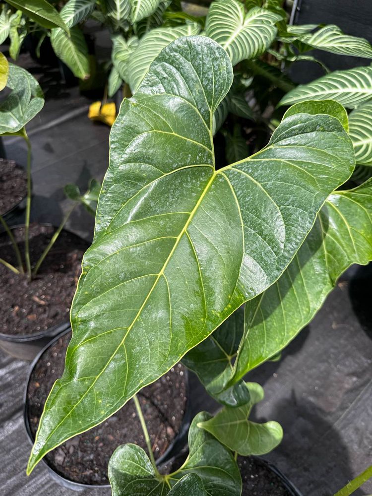 anthurium-salgarense-anthurium-decipiens