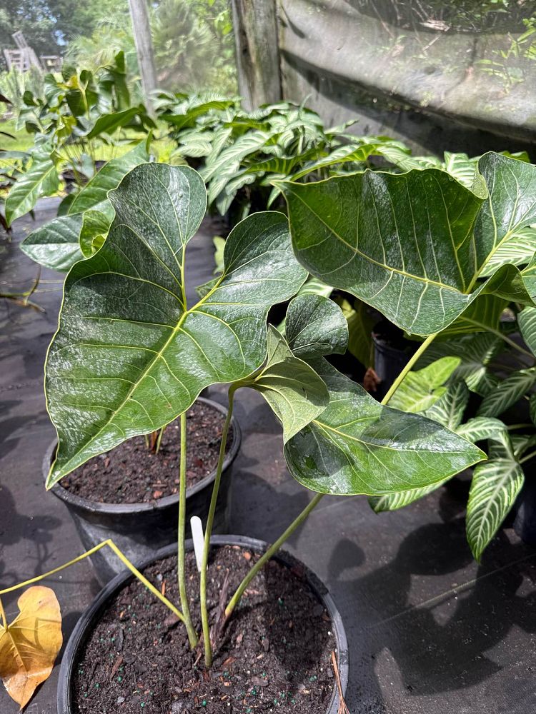 anthurium-salgarense-anthurium-decipiens