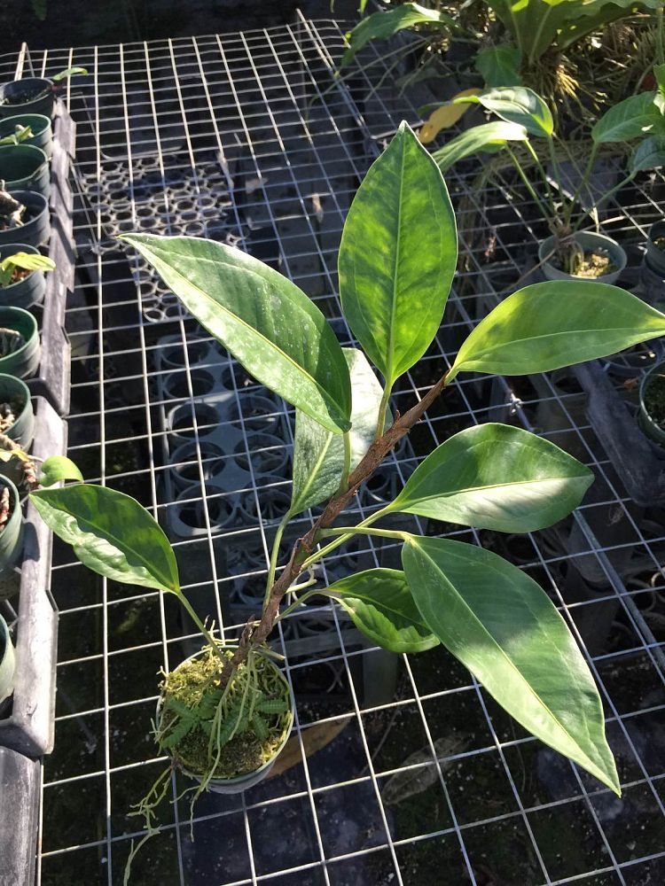 anthurium-scandens