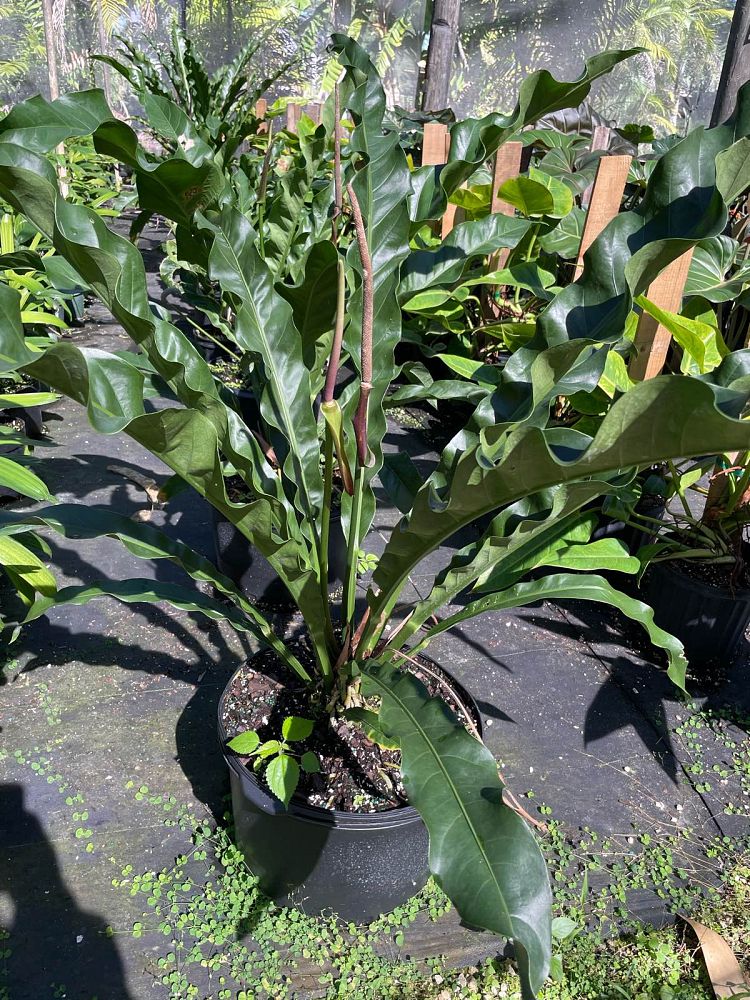 anthurium-schlechtendalii