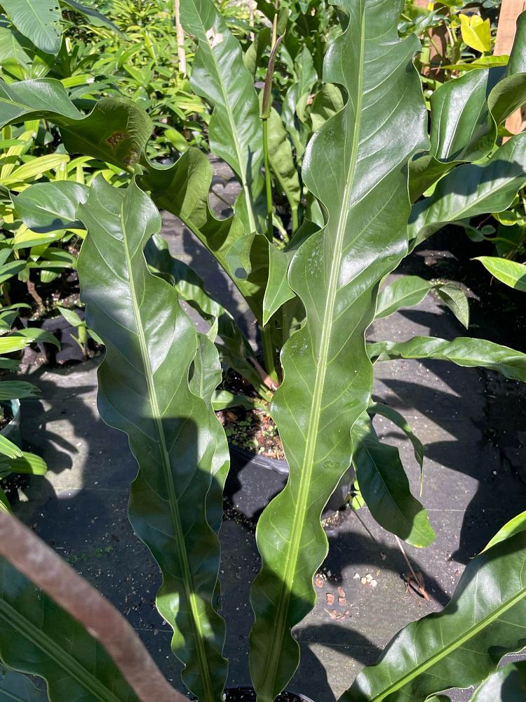 anthurium-schlechtendalii