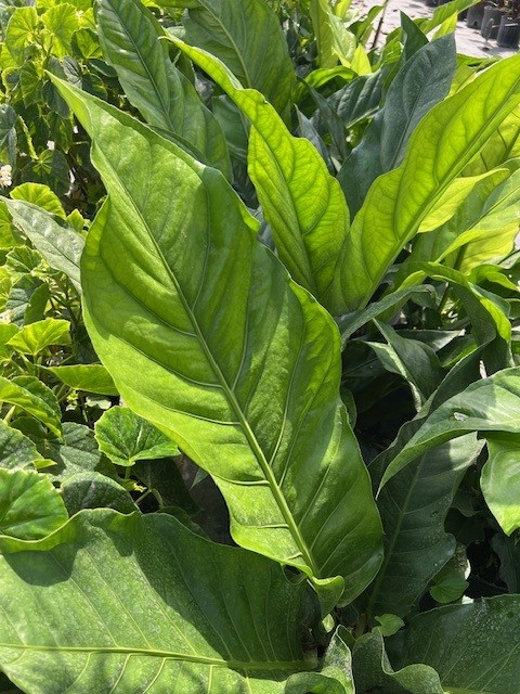 anthurium-schlechtendalii