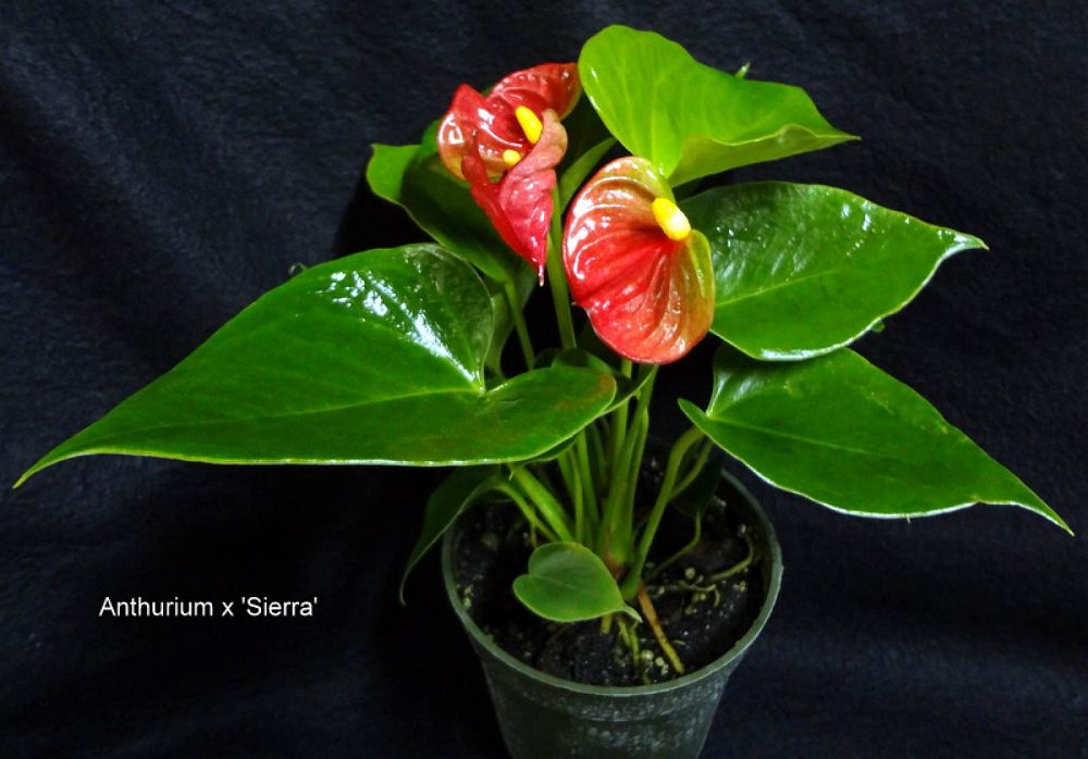 anthurium-sierra