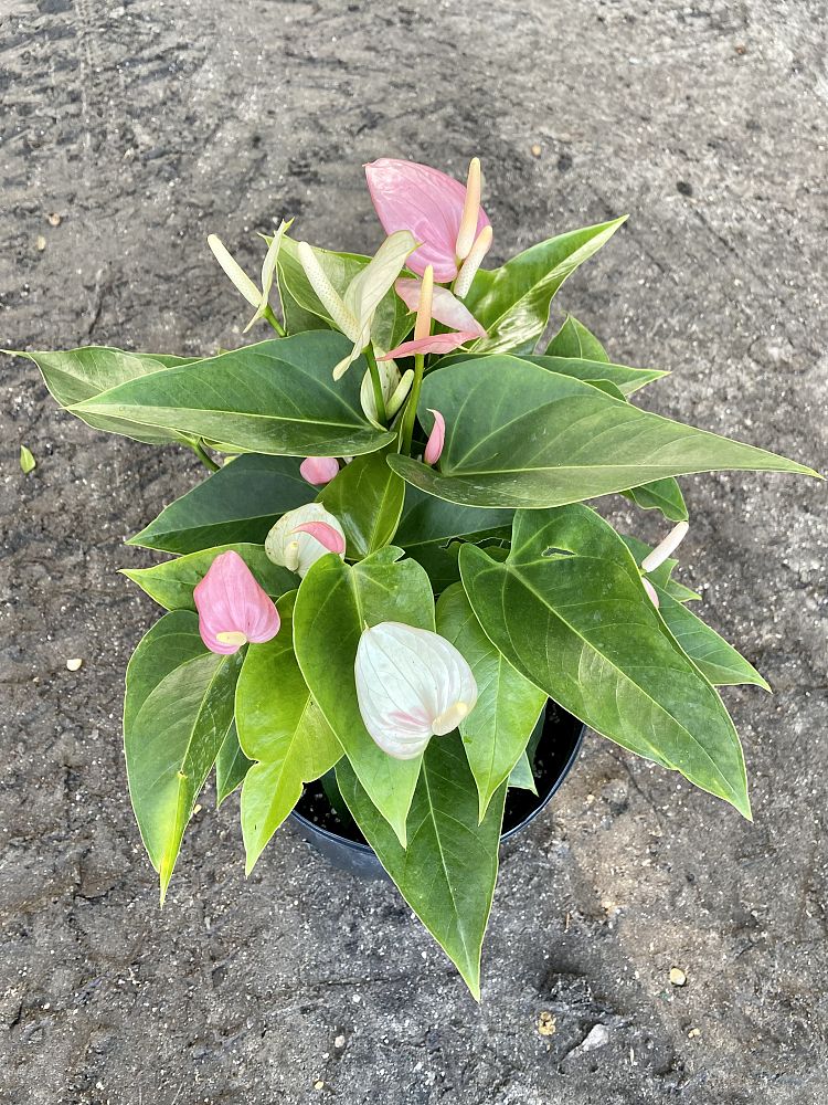 anthurium-smalltalk-pink