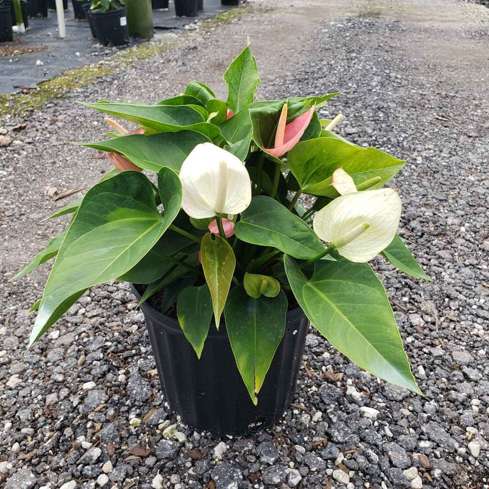 anthurium-smalltalk-pink