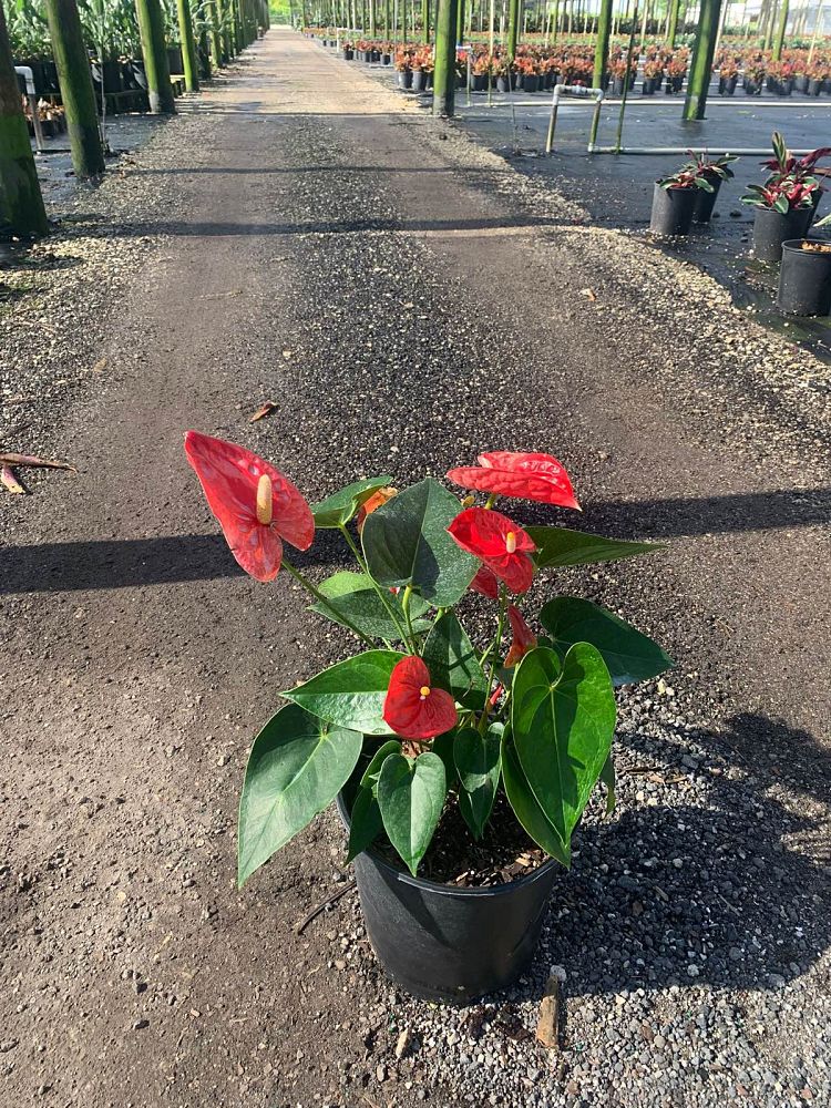 anthurium-smalltalk-red