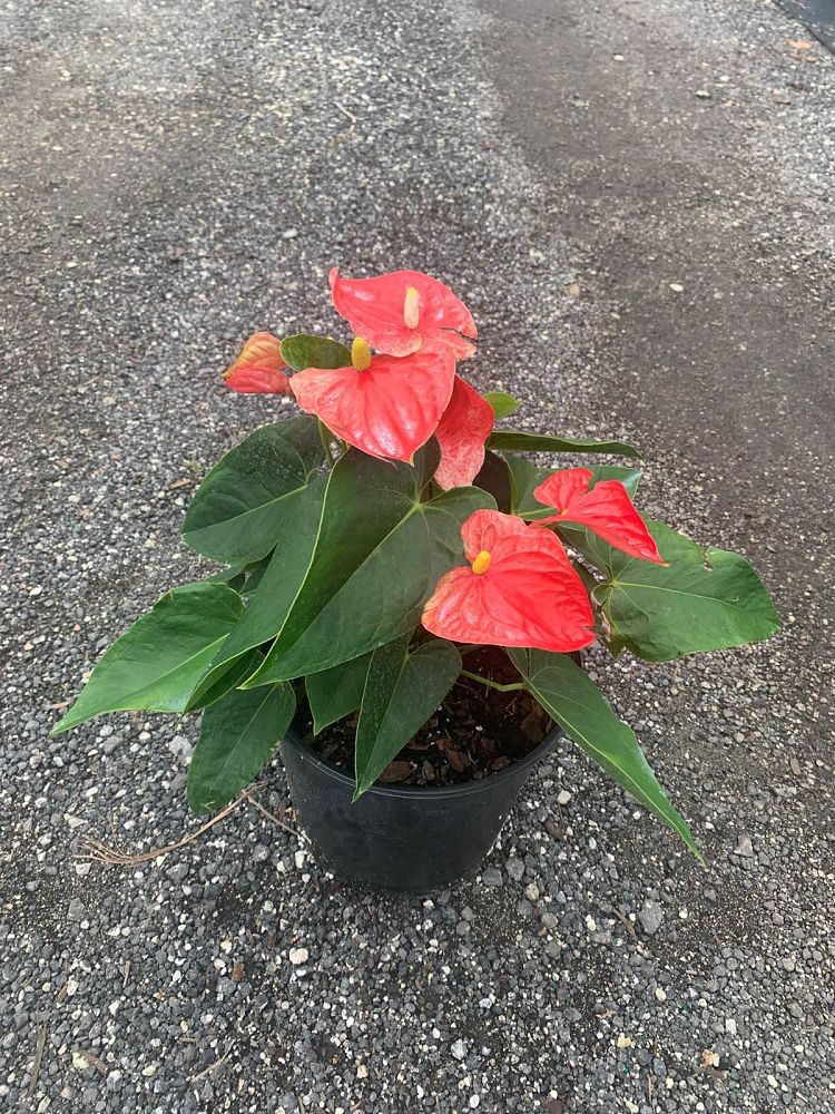 anthurium-smalltalk-red