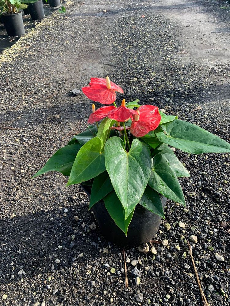 anthurium-smalltalk-red