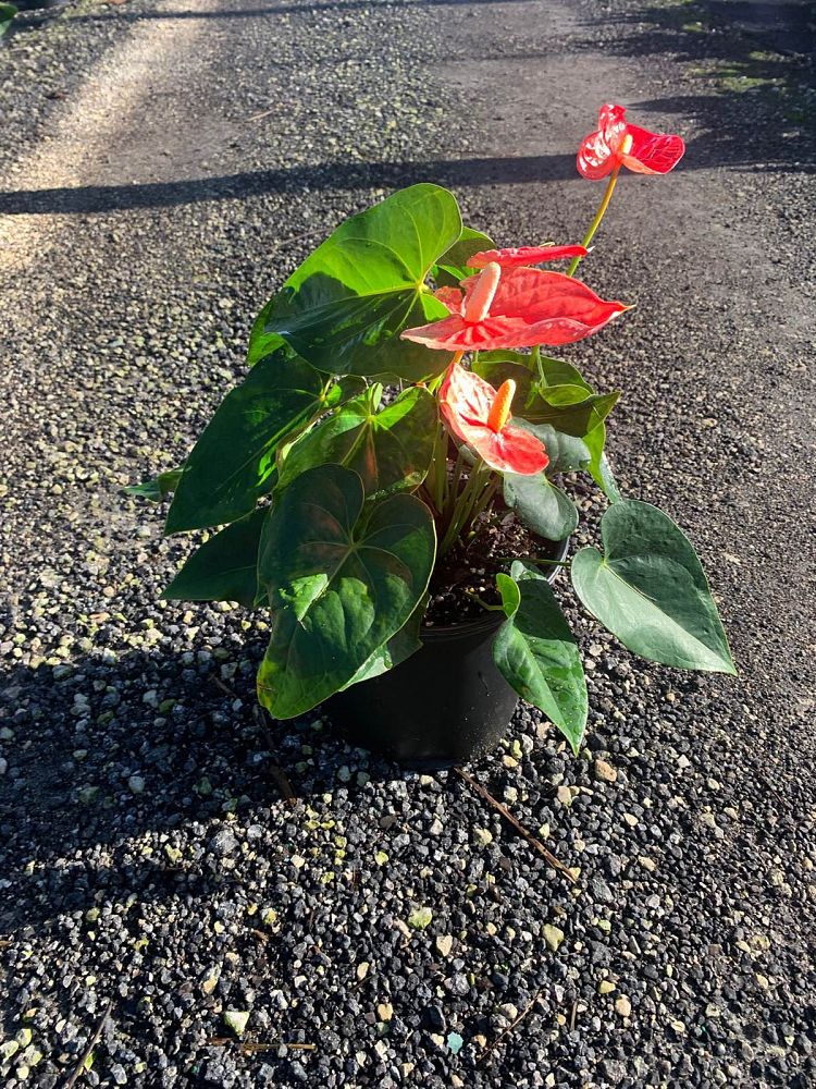 anthurium-smalltalk-red