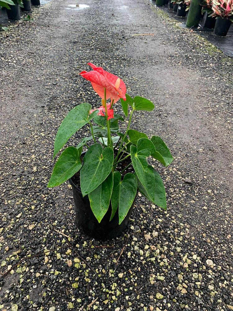 anthurium-smalltalk-red