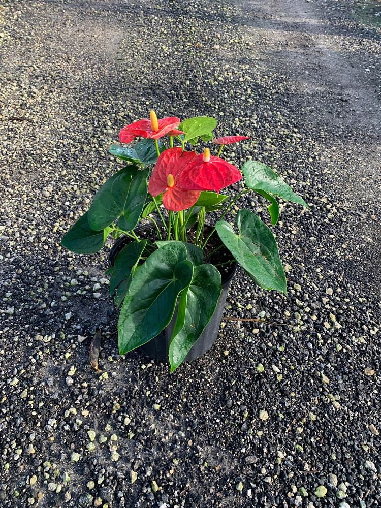 anthurium-smalltalk-red