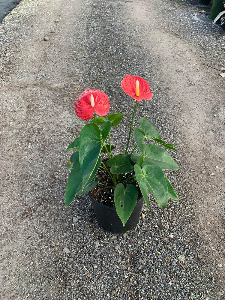 anthurium-smalltalk-red