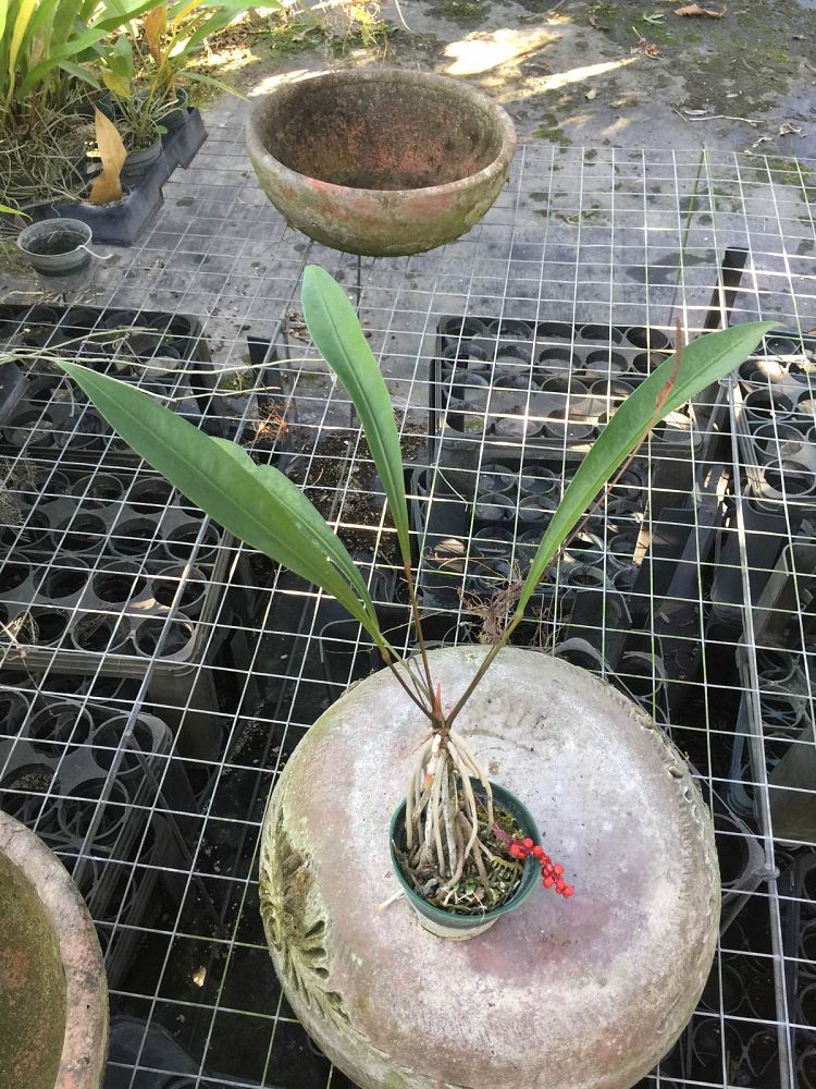 anthurium-sparreorum