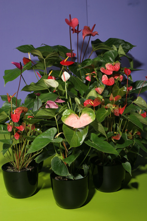 anthurium-spp
