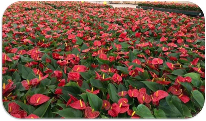anthurium-spp
