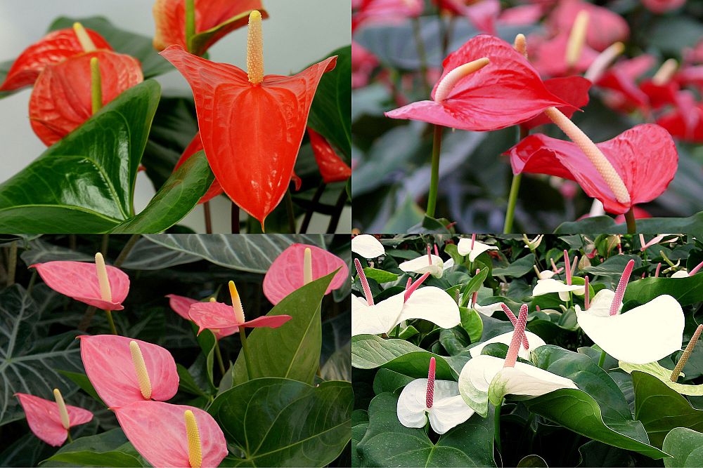 anthurium-spp