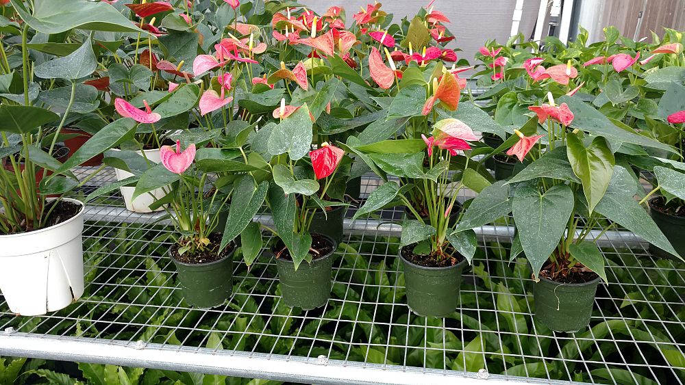 anthurium-spp
