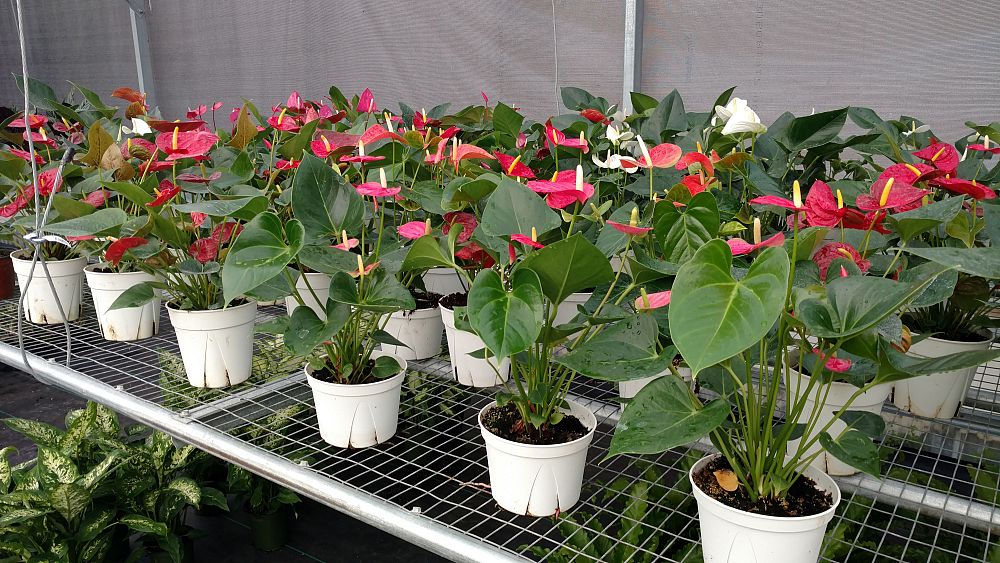 anthurium-spp
