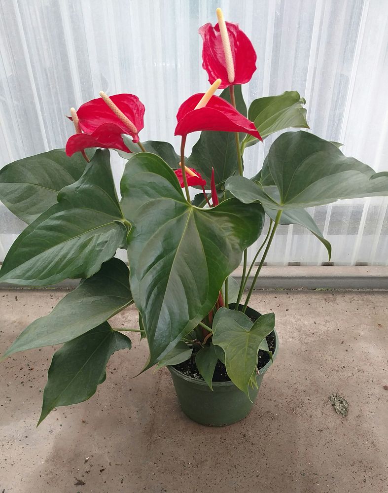 anthurium-spp