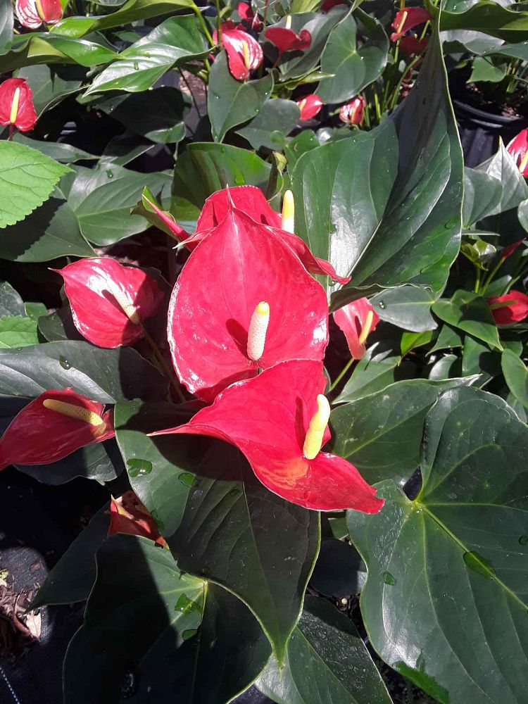 anthurium-spp