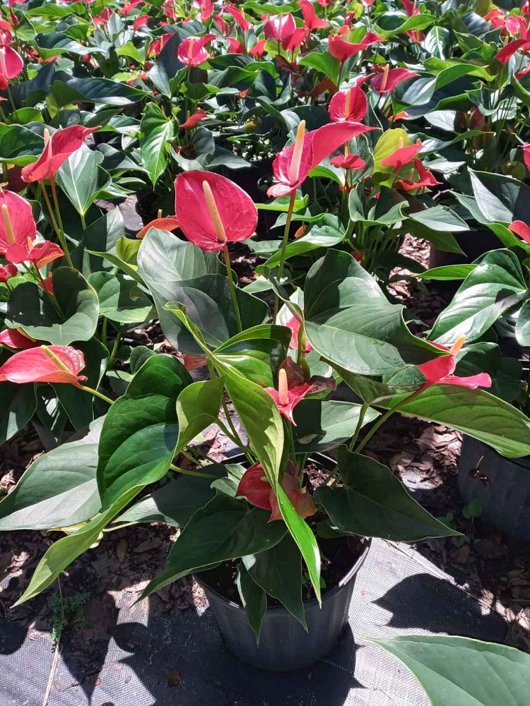 anthurium-spp