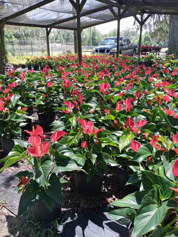 anthurium-spp