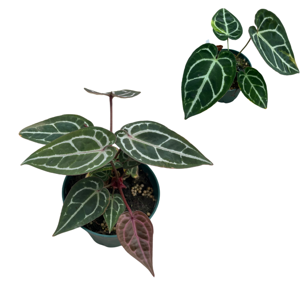 anthurium-spp