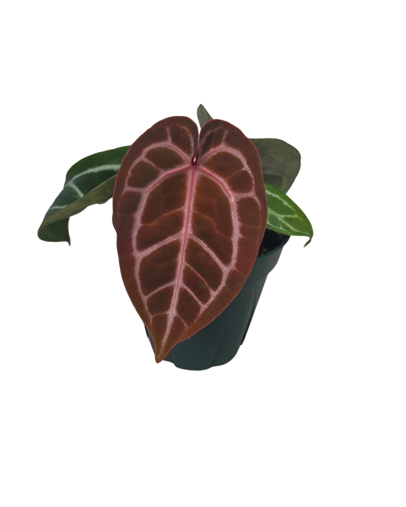 anthurium-spp