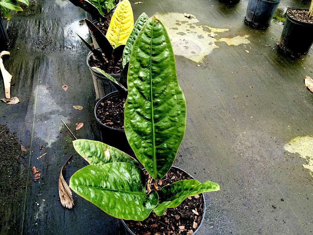 anthurium-superbum