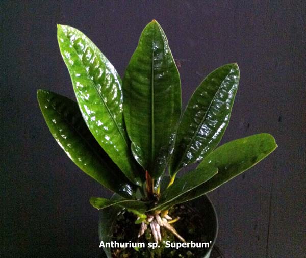 anthurium-superbum