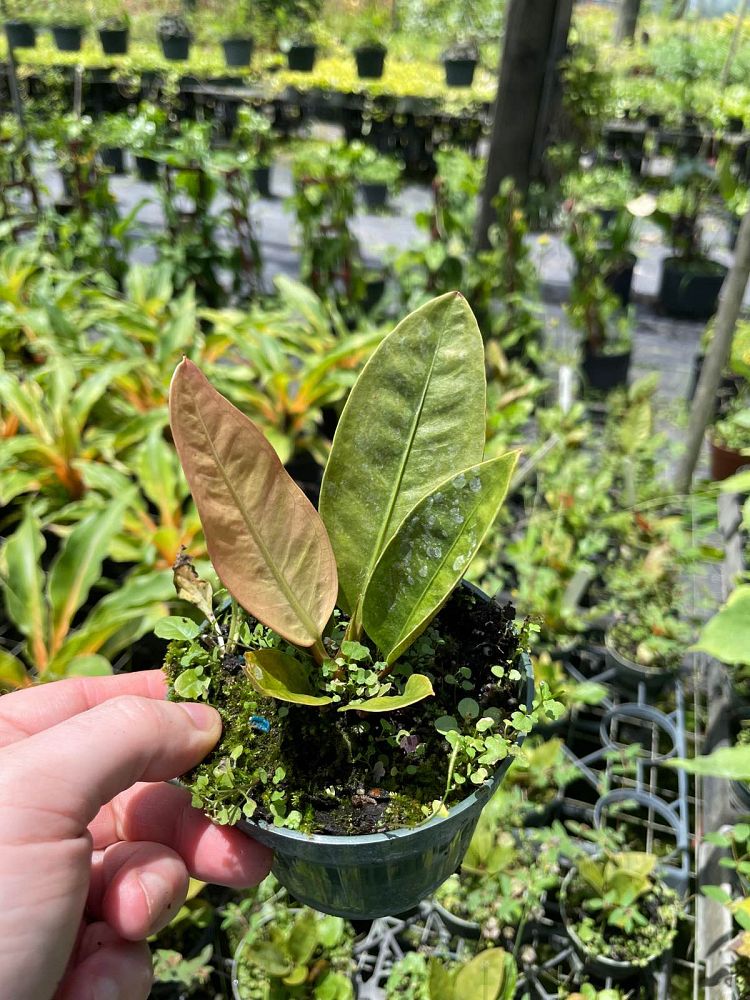 anthurium-superbum