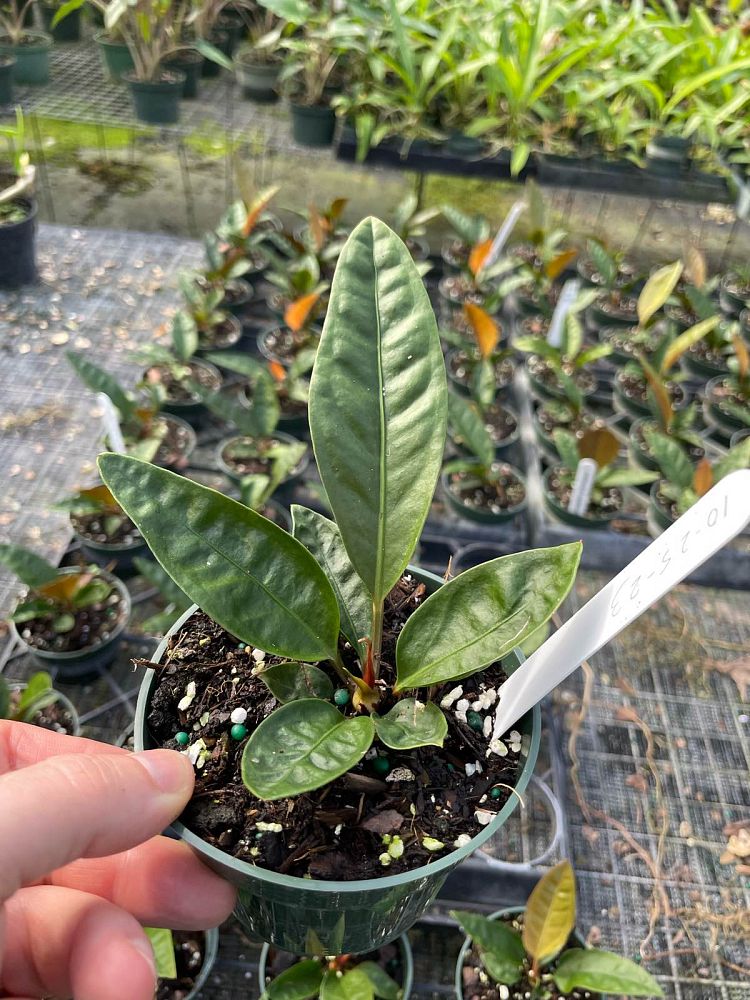 anthurium-superbum