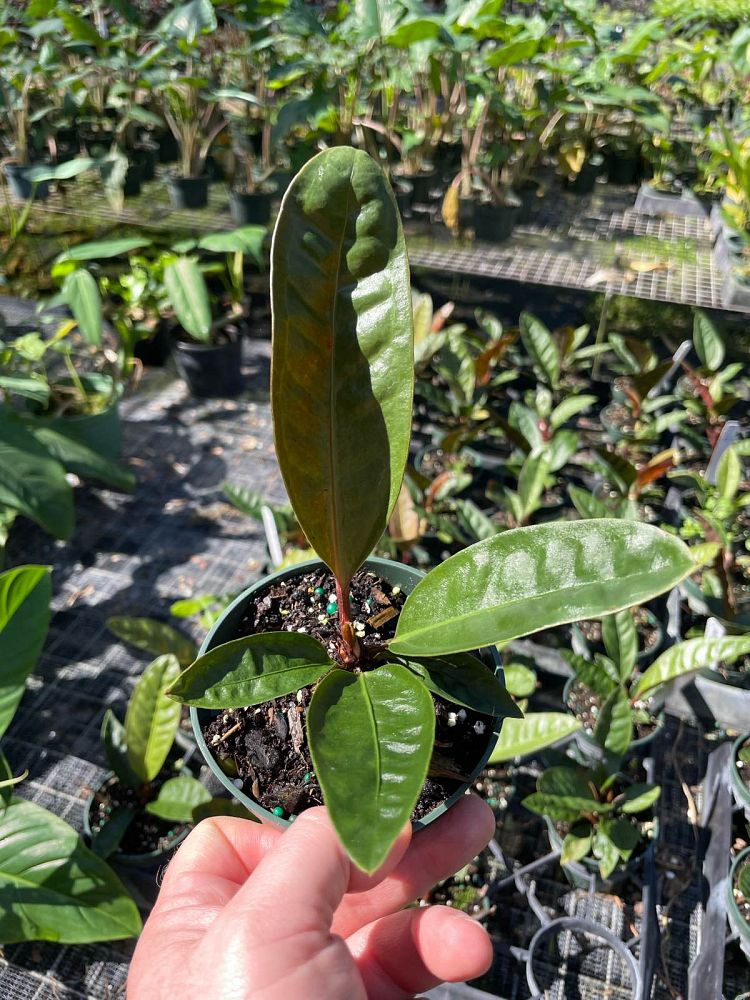 anthurium-superbum