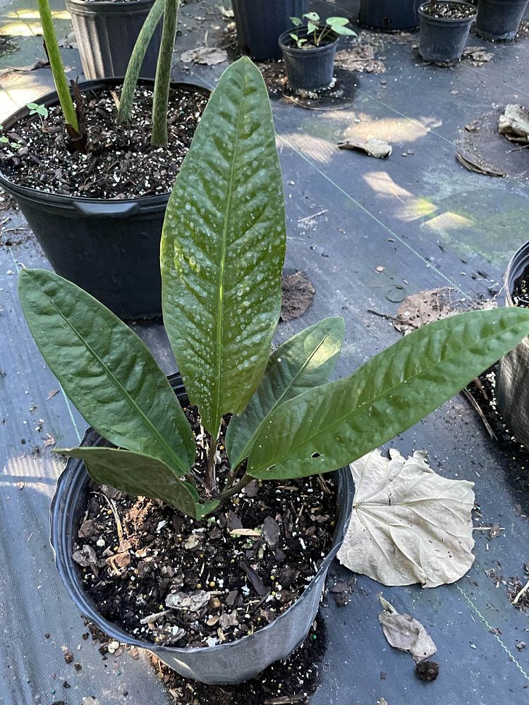 anthurium-superbum