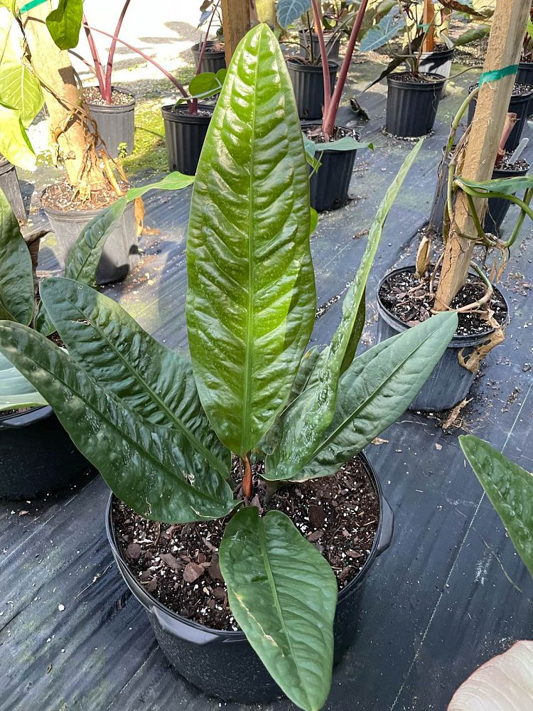 anthurium-superbum
