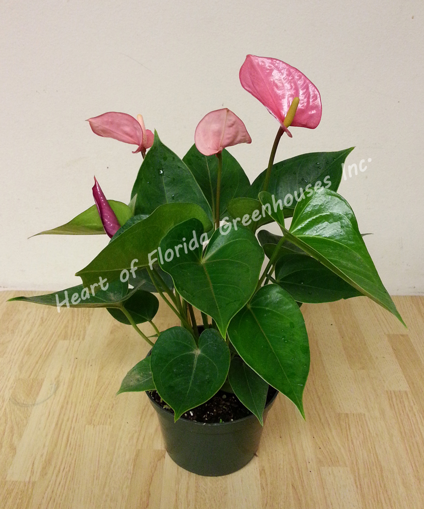 anthurium-tickled-pink