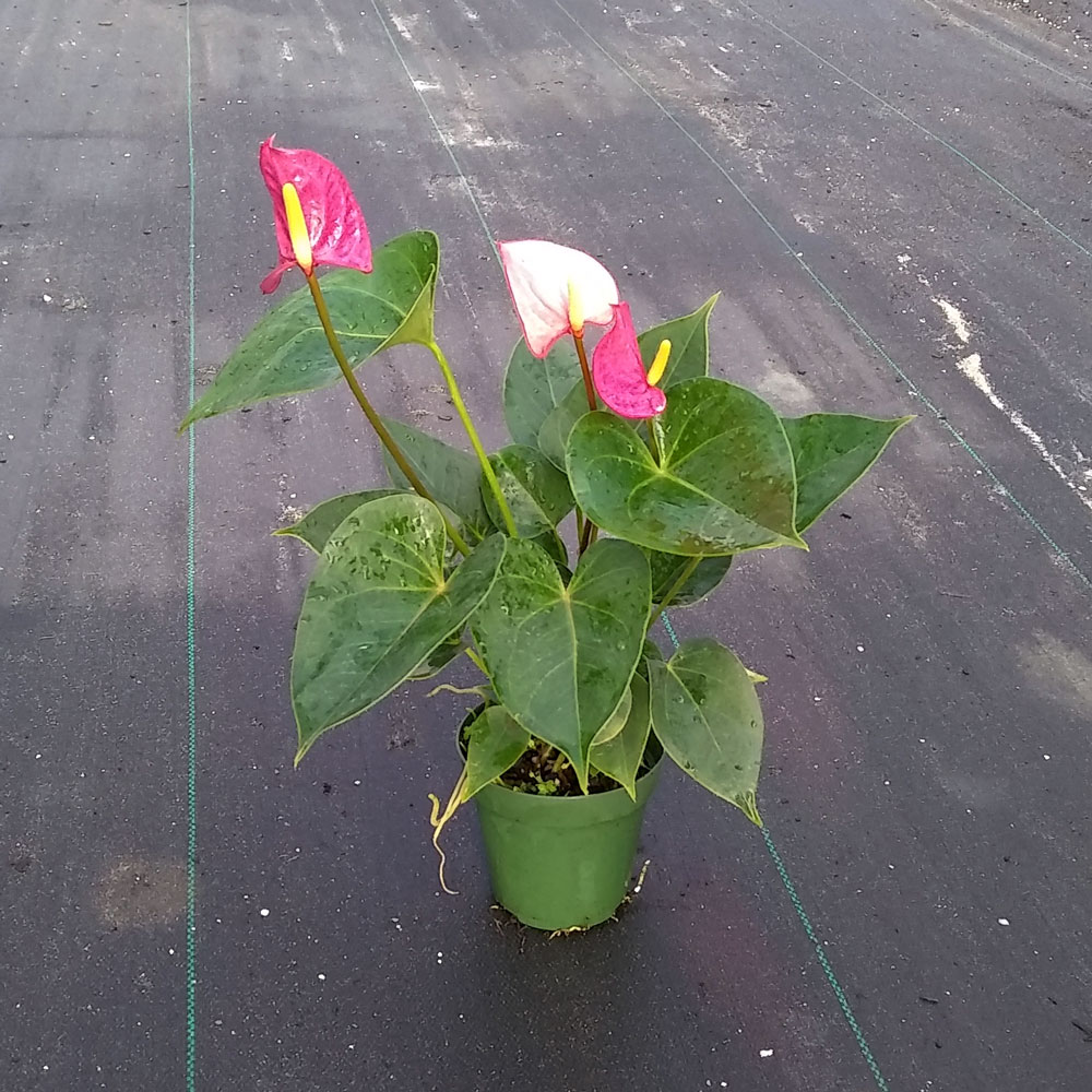 anthurium-tickled-pink