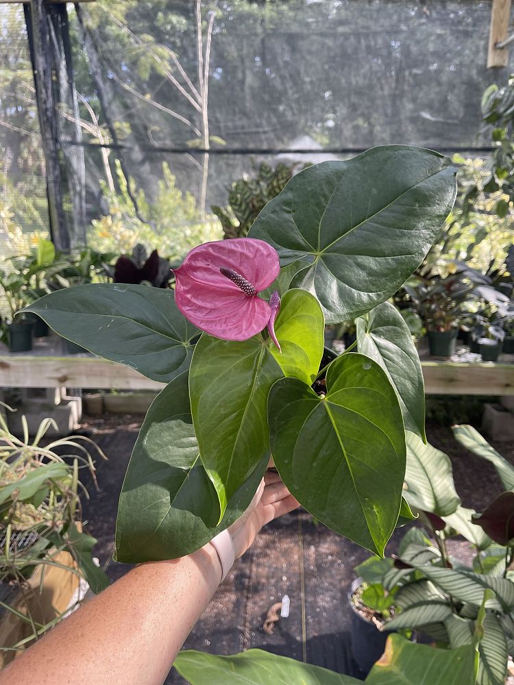 anthurium-utah