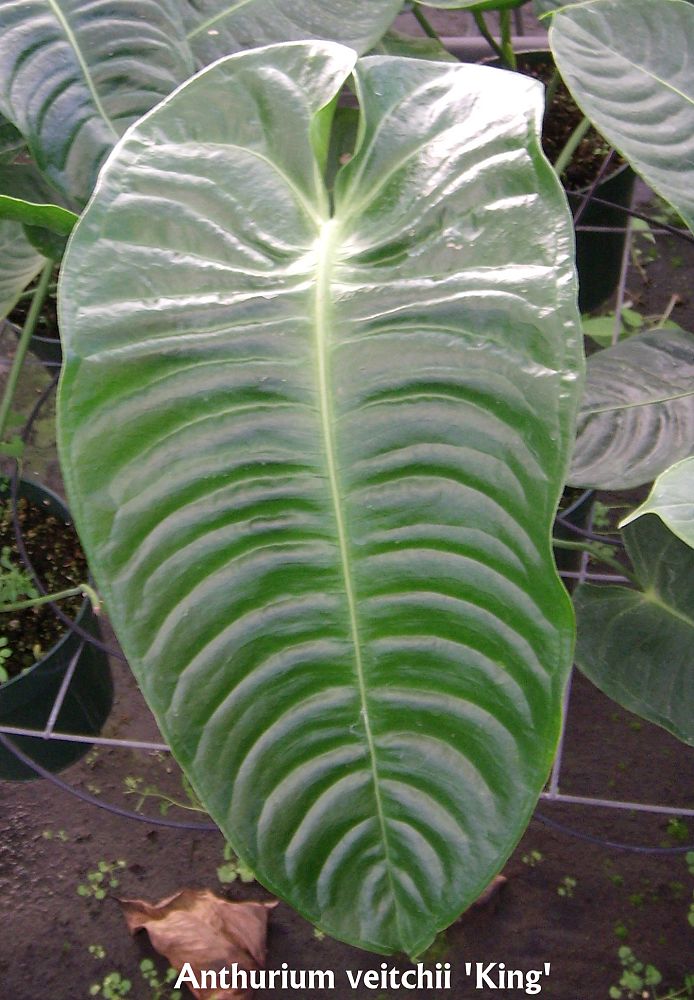 anthurium-veitchii-king-anthurium