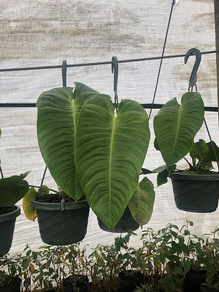 anthurium-veitchii-king-anthurium
