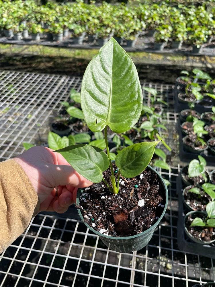 anthurium-veitchii-king-anthurium