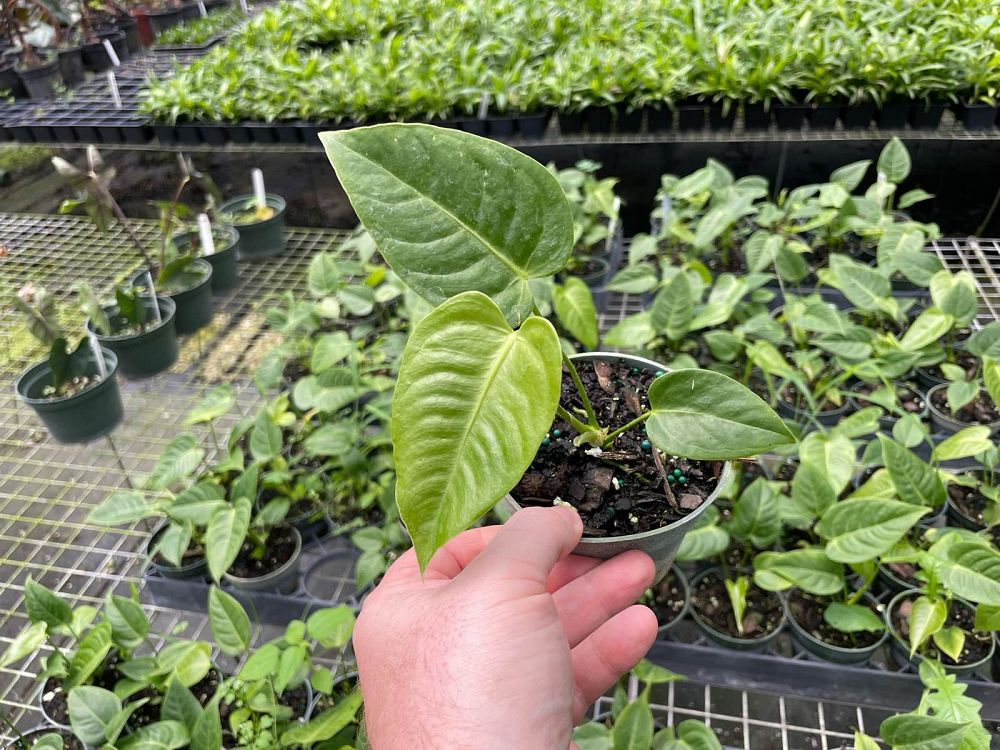 anthurium-veitchii-king-anthurium