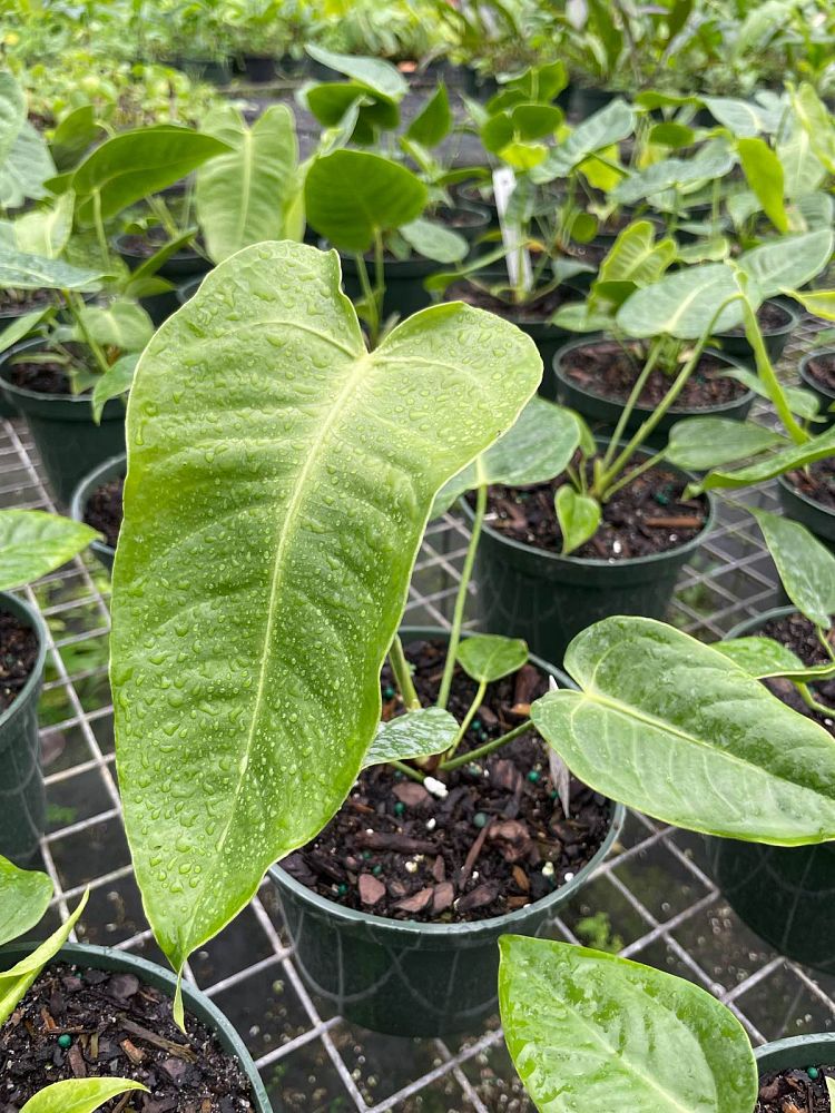 anthurium-veitchii-king-anthurium