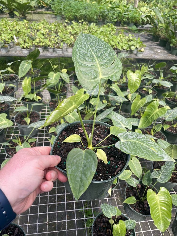 anthurium-veitchii-king-anthurium