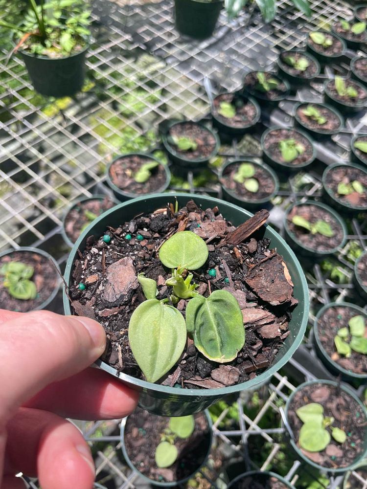 anthurium-villenaorum