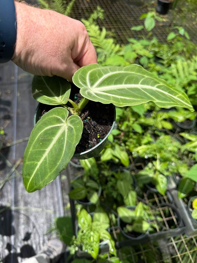 anthurium-villenaorum